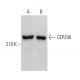 CEP290 Antibody (B-7) - Western Blotting - Image 371159 