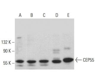 CEP55 Antibody (D-12) - Western Blotting - Image 375403 
