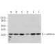 cerberus Antibody (C-1) - Western Blotting - Image 373176 