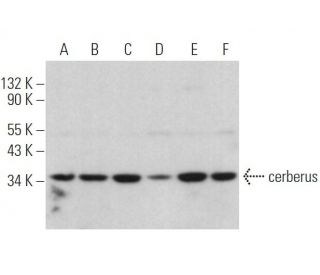 cerberus Antibody (C-1) - Western Blotting - Image 373176