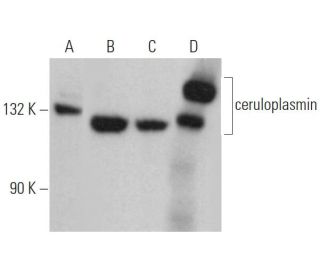 ceruloplasmin Antibody (H-3) - Western Blotting - Image 363444