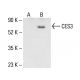 CES3 Antibody (B-5) - Western Blotting - Image 404946