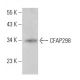 CFAP298 Antibody (G-11) - Western Blotting - Image 372428