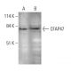 CFAP47 Antibody (G-12) - Western Blotting - Image 351673 