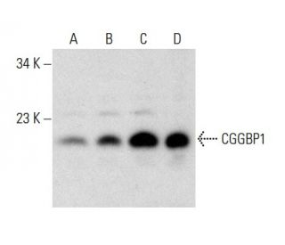 CGGBP1 Antibody (G-12) - Western Blotting - Image 303861 