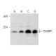 CGGBP1 Antibody (G-12) - Western Blotting - Image 303861 