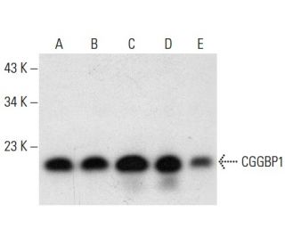 CGGBP1 Antibody (G-8) - Western Blotting - Image 303862 