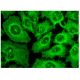 cGKIα Antibody (F-5) - Immunofluorescence - Image 300867