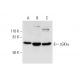 cGKIα Antibody (F-5) - Western Blotting - Image 300120 