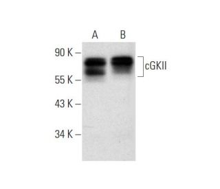 cGKII Antibody (D-3) - Western Blotting - Image 292108 