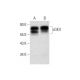 cGKII Antibody (D-3) - Western Blotting - Image 292108 