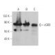 cGKII Antibody (D-3) - Western Blotting - Image 364416