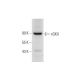 cGKII Antibody (E-7) - Western Blotting - Image 290932 