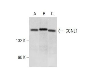 CGNL1 Antibody (E-6) - Western Blotting - Image 304186 