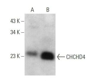 CHCHD4 Antibody (C-12) - Western Blotting - Image 358611 