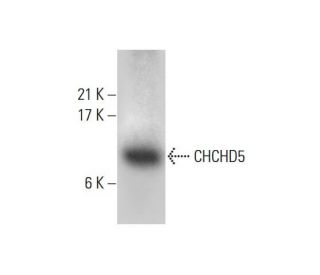 CHCHD5 Antibody (G-9) - Western Blotting - Image 317978 