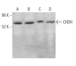 CHDH Antibody (A-7) - Western Blotting - Image 369948 