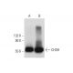 CHDH Antibody (C-5) - Western Blotting - Image 299065