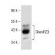 ChemR23 Antibody (C-7) - Western Blotting - Image 151578
