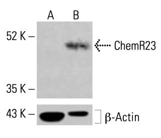 ChemR23 Antibody (C-7) - Western Blotting - Image 414613 