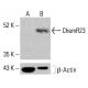 ChemR23 Antibody (C-7) - Western Blotting - Image 414613 