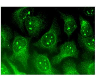 Chibby Antibody (C-10) - Immunofluorescence - Image 299637 