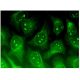 Chibby Antibody (C-10) - Immunofluorescence - Image 299637 
