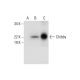 Chibby Antibody (C-10) - Western Blotting - Image 294528
