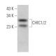 CHIC1/2 Antibody (B-11) - Western Blotting - Image 371251