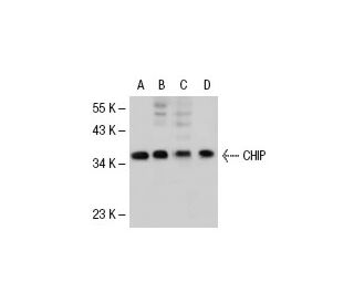 CHIP/STUB1 Antibody (G-2) - Western Blotting - Image 30328 