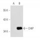 CHIP/STUB1 Antibody (G-2) - Western Blotting - Image 45051 