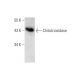 Chitotriosidase Antibody (A-3) - Western Blotting - Image 131246