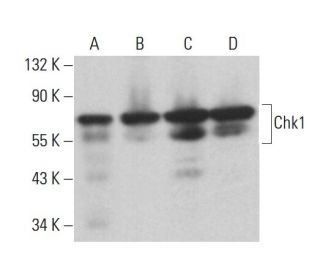 Chk1 Antibody (F-11) - Western Blotting - Image 376165 