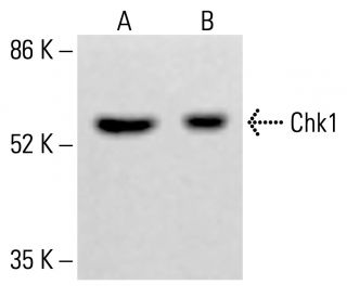 Chk1 Antibody (2G11D5) - Western Blotting - Image 413170 