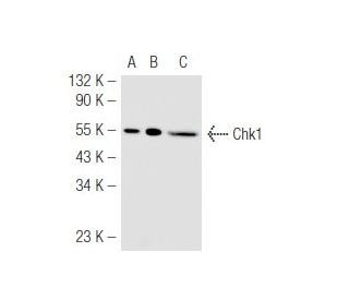 Chk1 Antibody (G-4) - Western Blotting - Image 50937 