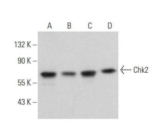 Chk2 Antibody (A-11) - Western Blotting - Image 353236 