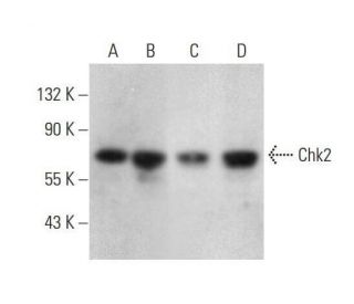 Chk2 Antibody (DCS-273) - Western Blotting - Image 353240 