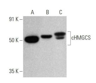 cHMGCS Antibody (A-6) - Western Blotting - Image 358668 