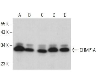 CHMP1A Antibody (B-5) - Western Blotting - Image 371148 