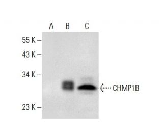 CHMP1B Antibody (D-10) - Western Blotting - Image 311728 