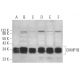 CHMP1B Antibody (D-10) - Western Blotting - Image 366888