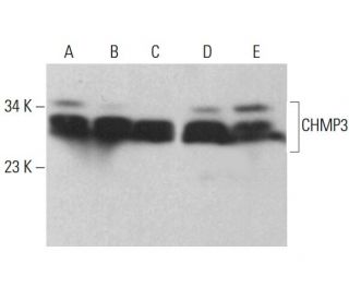 CHMP3 Antibody (C-1) - Western Blotting - Image 379970 