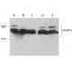 CHMP3 Antibody (C-1) - Western Blotting - Image 379970 