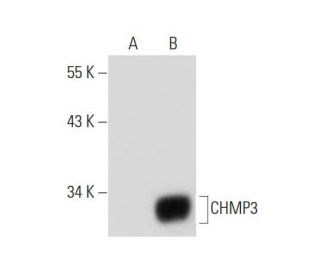 CHMP3 Antibody (C-6) - Western Blotting - Image 133531