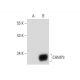 CHMP3 Antibody (C-6) - Western Blotting - Image 133531