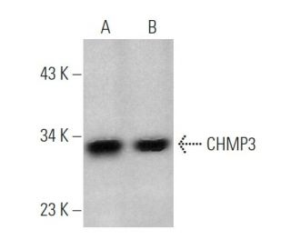 CHMP3 Antibody (F-1) - Western Blotting - Image 374498 