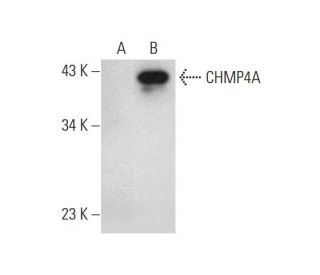 CHMP4A Antibody (E-6) - Western Blotting - Image 333402