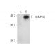 CHMP4A Antibody (E-6) - Western Blotting - Image 333402