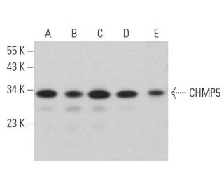 CHMP5 Antibody (D-11) - Western Blotting - Image 365598 