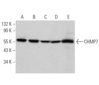 CHMP7 Antibody (F-8) - Western Blotting - Image 370800 
